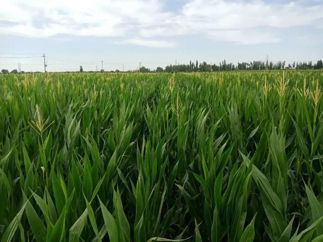 玉米制种授粉时期，如何加强田间管理？